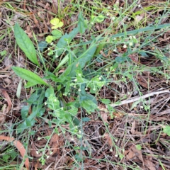 Hackelia suaveolens at Mount Majura - 20 Jan 2024 10:58 AM