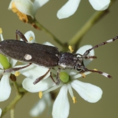 Pempsamacra pygmaea (Longhorn beetle) at Mongarlowe, NSW - 20 Jan 2024 by LisaH