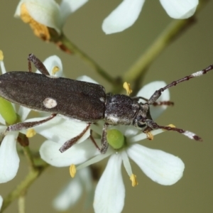 Pempsamacra pygmaea at QPRC LGA - 20 Jan 2024