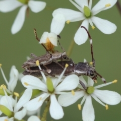 Pempsamacra pygmaea at QPRC LGA - 20 Jan 2024