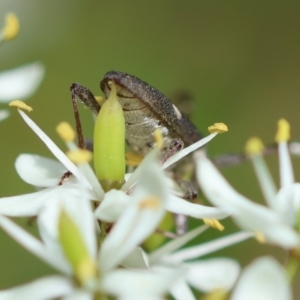 Pempsamacra pygmaea at QPRC LGA - 20 Jan 2024