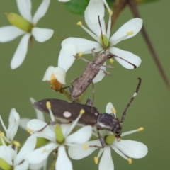 Pempsamacra pygmaea at QPRC LGA - 20 Jan 2024