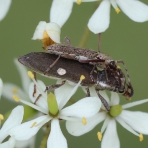 Pempsamacra pygmaea at QPRC LGA - suppressed