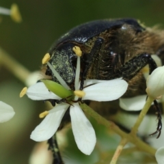 Bisallardiana gymnopleura (Brown flower chafer) at Mongarlowe, NSW - 20 Jan 2024 by LisaH