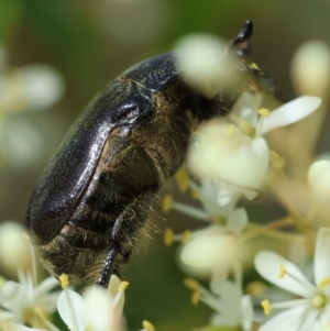 Bisallardiana gymnopleura at QPRC LGA - 20 Jan 2024