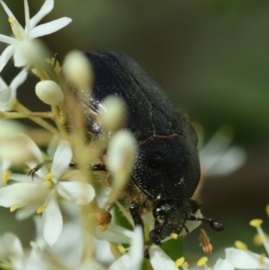 Bisallardiana gymnopleura at QPRC LGA - 20 Jan 2024