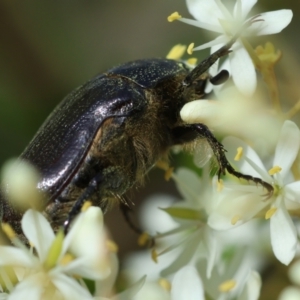 Bisallardiana gymnopleura at QPRC LGA - suppressed