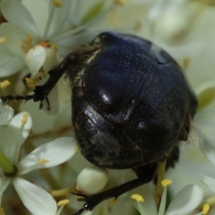 Bisallardiana gymnopleura at QPRC LGA - 20 Jan 2024