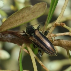 Lepturidea sp. (genus) at QPRC LGA - 20 Jan 2024