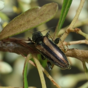 Lepturidea sp. (genus) at QPRC LGA - 20 Jan 2024