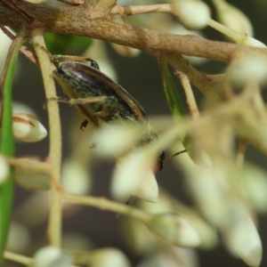 Lepturidea sp. (genus) at QPRC LGA - 20 Jan 2024