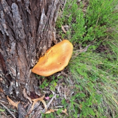 Gymnopilus junonius (Spectacular Rustgill) at Mount Majura - 20 Jan 2024 by abread111