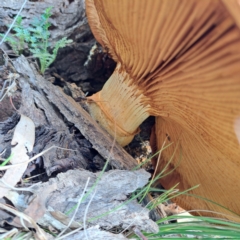 Gymnopilus junonius at Mount Majura - 20 Jan 2024