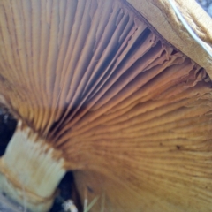 Gymnopilus junonius at Mount Majura - 20 Jan 2024