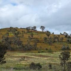 Hypericum perforatum (St John's Wort) at Kambah, ACT - 14 Jan 2024 by HelenCross