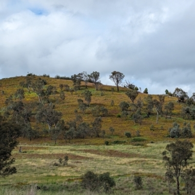 Hypericum perforatum (St John's Wort) at Kambah, ACT - 14 Jan 2024 by HelenCross