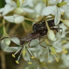 Pempsamacra tillides (Longhorn or longicorn beetle) at Mongarlowe River - 20 Jan 2024 by LisaH