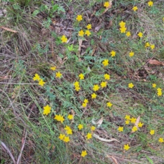 Hypericum gramineum (Small St Johns Wort) at Watson, ACT - 20 Jan 2024 by abread111