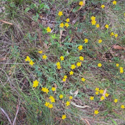 Hypericum gramineum (Small St Johns Wort) at Mount Majura - 20 Jan 2024 by abread111