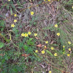 Hypericum gramineum at Mount Majura - 20 Jan 2024 11:06 AM