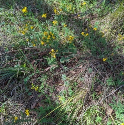 Hypericum perforatum (St John's Wort) at Kambah, ACT - 12 Jan 2024 by HelenCross