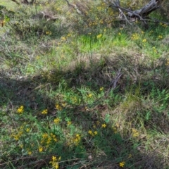 Hypericum perforatum at Kambah, ACT - 12 Jan 2024