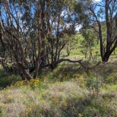 Hypericum perforatum at Kambah, ACT - 12 Jan 2024