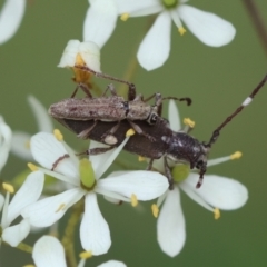 Pempsamacra tillides (Longhorn or longicorn beetle) at QPRC LGA - 20 Jan 2024 by LisaH