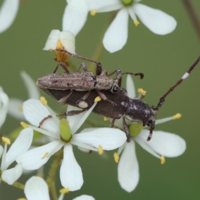 Pempsamacra tillides (Longhorn or longicorn beetle) at Mongarlowe, NSW - 20 Jan 2024 by LisaH