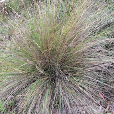 Poa labillardierei (Common Tussock Grass, River Tussock Grass) at Mount Majura - 20 Jan 2024 by abread111