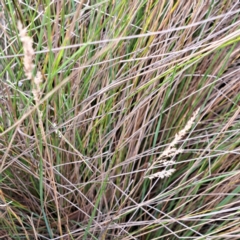 Poa labillardierei at Mount Majura - 20 Jan 2024