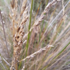 Poa labillardierei at Mount Majura - 20 Jan 2024