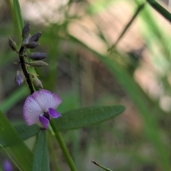 Unidentified Pea at Huskisson, NSW - 20 Jan 2024 by AniseStar