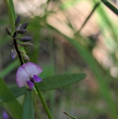 Glycine microphylla (Small-leaf Glycine) at Huskisson, NSW - 20 Jan 2024 by AniseStar