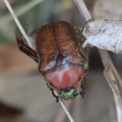 Bisallardiana gymnopleura (Brown flower chafer) at QPRC LGA - 20 Jan 2024 by LisaH