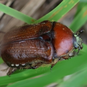 Bisallardiana gymnopleura at QPRC LGA - 20 Jan 2024