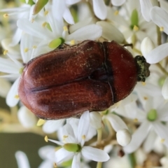 Bisallardiana gymnopleura at QPRC LGA - 20 Jan 2024