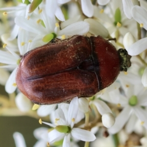 Bisallardiana gymnopleura at QPRC LGA - suppressed