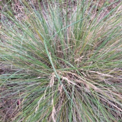 Poa labillardierei (Common Tussock Grass, River Tussock Grass) at Mount Majura - 20 Jan 2024 by abread111