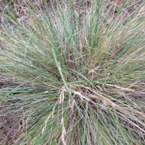 Poa labillardierei at Mount Majura - 20 Jan 2024 12:03 PM