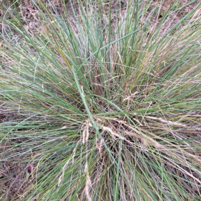 Poa labillardierei (Common Tussock Grass, River Tussock Grass) at Watson, ACT - 20 Jan 2024 by abread111