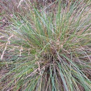 Poa labillardierei at Mount Majura - 20 Jan 2024 12:03 PM