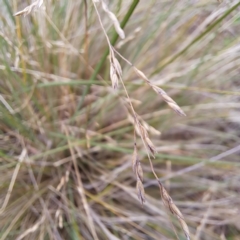 Poa labillardierei at Mount Majura - 20 Jan 2024