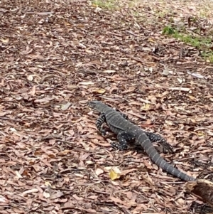 Varanus varius at Seal Rocks, NSW - suppressed