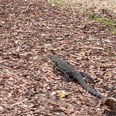 Varanus varius (Lace Monitor) at Seal Rocks, NSW - 17 Dec 2023 by Tapirlord