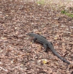 Varanus varius at Seal Rocks, NSW - 17 Dec 2023