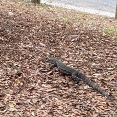 Varanus varius at Seal Rocks, NSW - suppressed