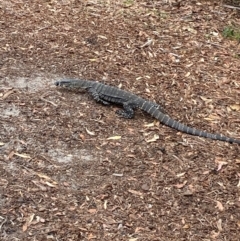 Varanus varius at Seal Rocks, NSW - suppressed