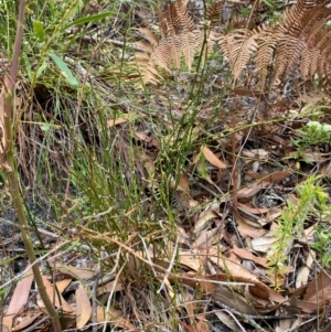 Amperea xiphoclada var. xiphoclada at Myall Lakes National Park - 17 Dec 2023