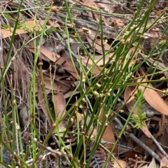 Amperea xiphoclada var. xiphoclada at Myall Lakes National Park - 17 Dec 2023